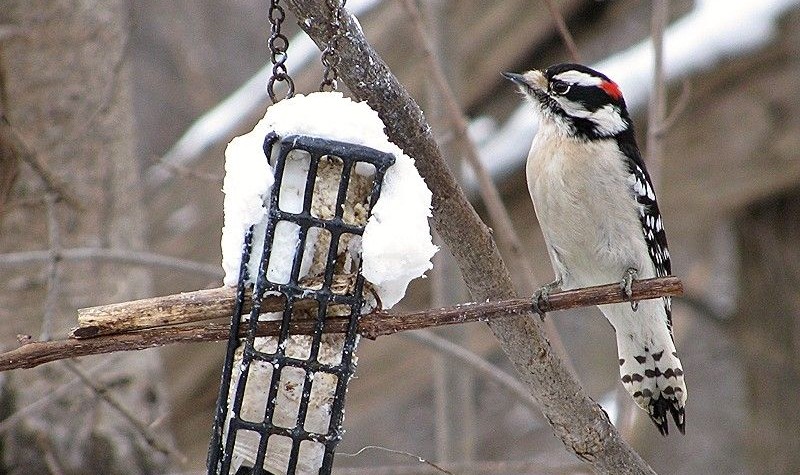 Image of a Downy Woodpecker