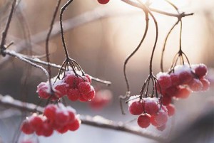 Red berries with snow