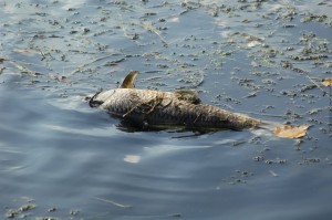 dead fish body in contaminated river. environmental concept.