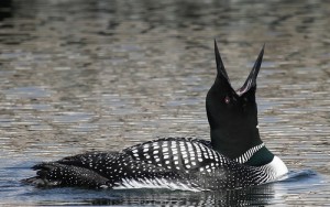 common loon_Andrew Reding_flickr