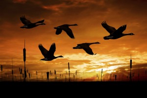 flock of migrating canada geese in silhouette at sunset
