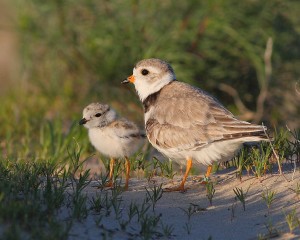 Piping Plover_adult female_Sauble Beach_Brendan Toews