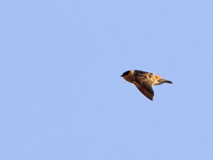 cave swallow by nebirdsplus via Flickr