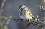 Image of American Tree Sparrow