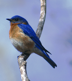 image of an eastern bluebird