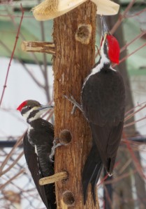 a Pileated Woodpecker pair 