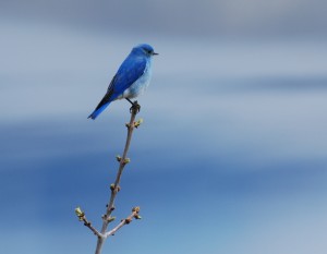 Mtn Bluebird_Dave Polster-Kamloops Lk viewpoint