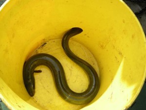 Yellow Eel  Photo credit: Parks Canada