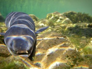 Silver Eel Photo credit: Parks Canada