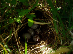 Eastern Meadowlark nest and eggs Photo by Mike Allen