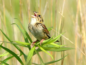 Henslow Sparrow Photo by Kenneth Cole Schneider