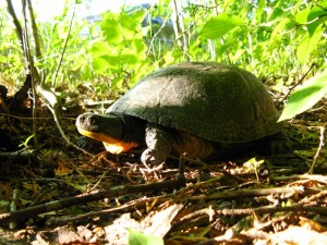 Image of a Blanding's Turtle 
