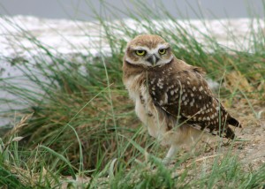 Image of a Burrowing Owl 