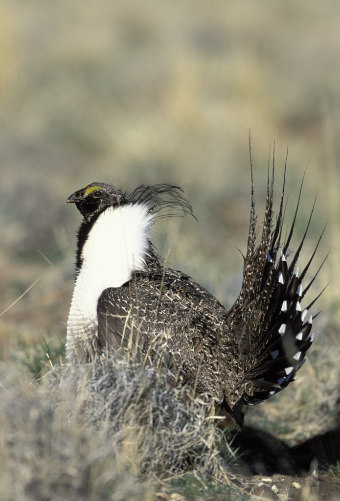 Image of a Greater sage grouse