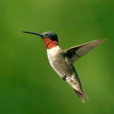 Roby Throat Hummingbird - Bird Friendly City