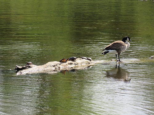 Image of a Canadian Goose and turtles