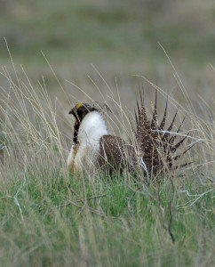 greater sage grouse