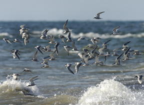 Image of a flock of common terns