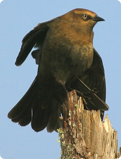 Image of a Rusty Blackbird