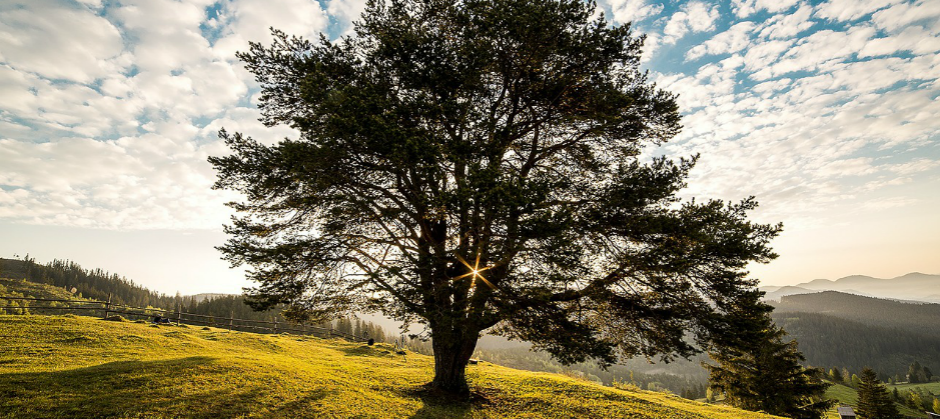 Image of a tree on a hill