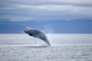 North Pacific Humpback Whale (iStock) 