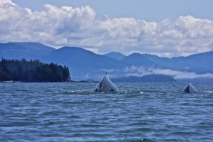 Two North Pacific humpback whales cresting out of the water. Nature Canada, British Columbia