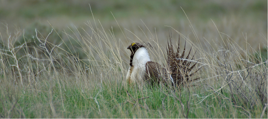 Image of a Sage Grouse