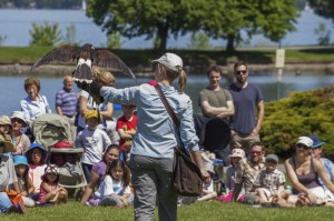 Falcon Demonstration at Nature Canada's Bird Day Fair. Photography by Susanne Ure. 