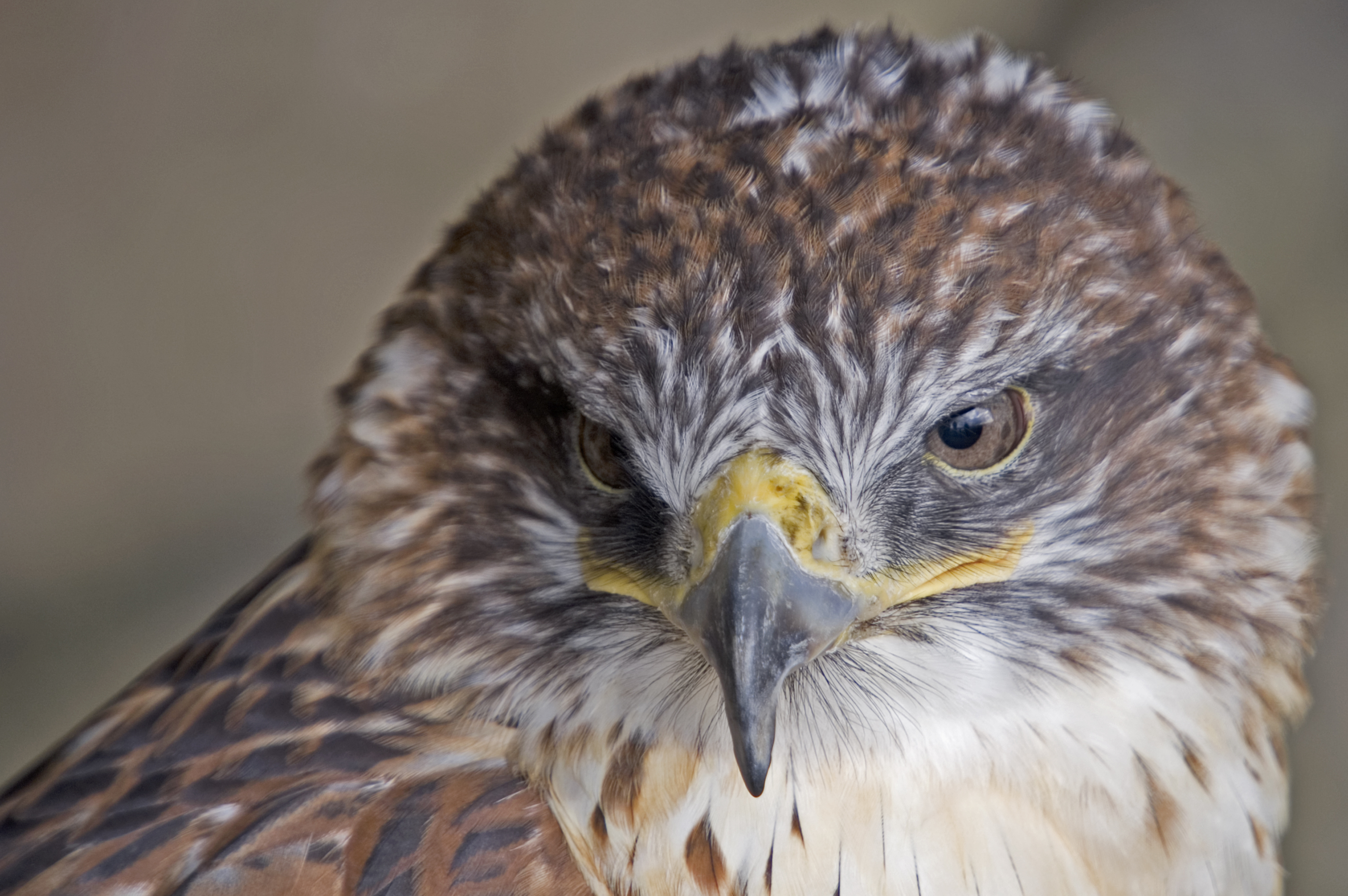 image of ferruginous hawk