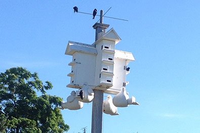 Image of a Purple Martin House