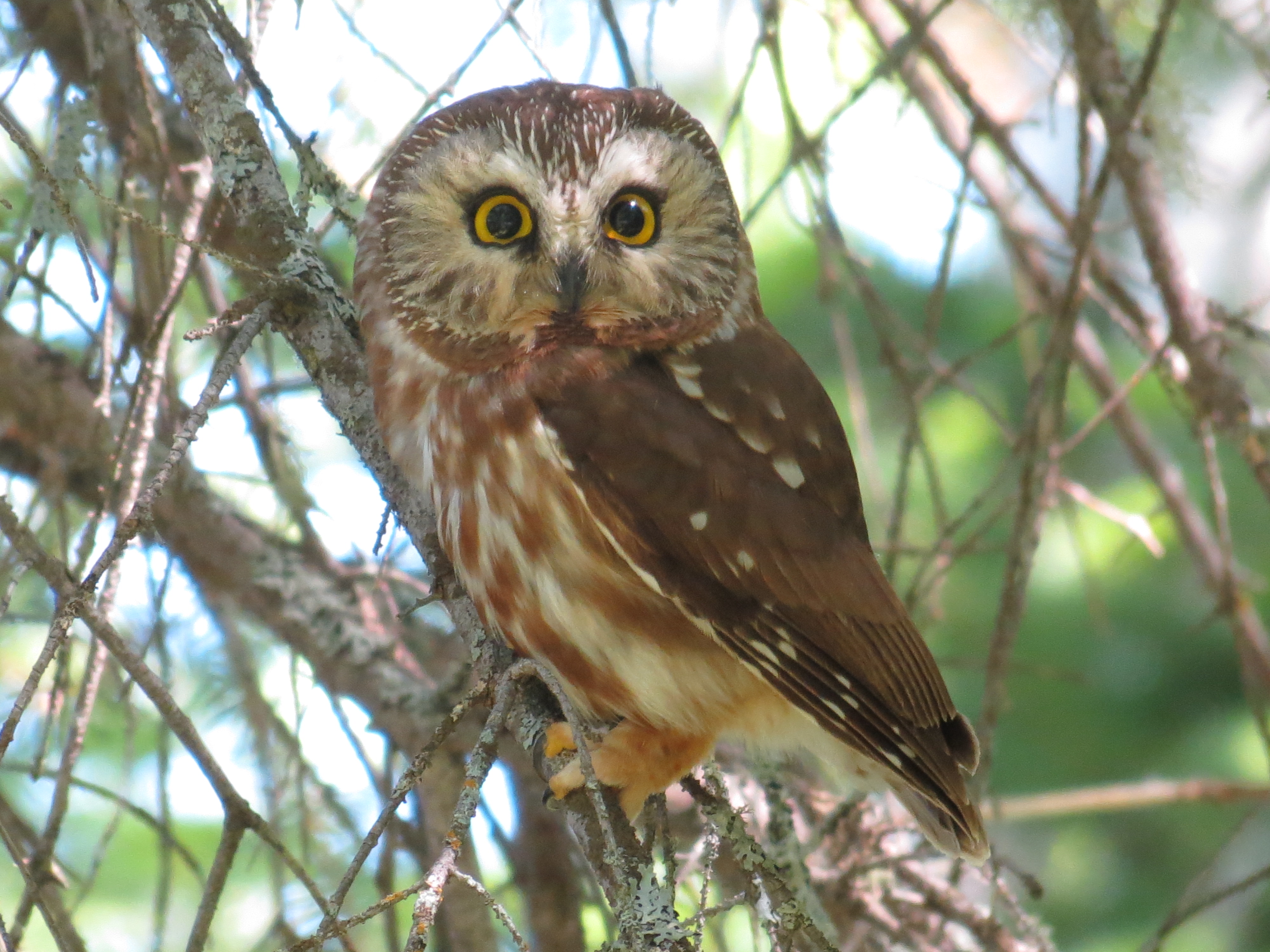 image of a saw whet owl