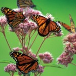 Plant milkweed to protect monarch butterflies
