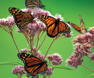 Plant milkweed to protect monarch butterflies
