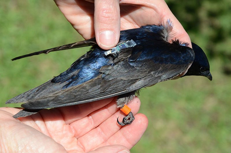 Image of a banded Purple Martin