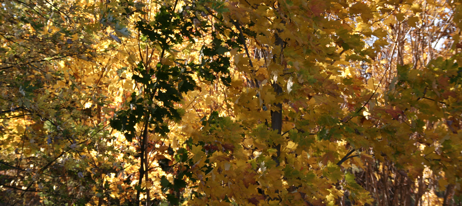 image of fall leaves