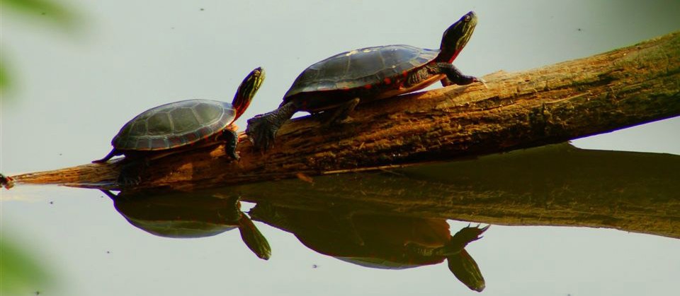 Image of two turtles on a log