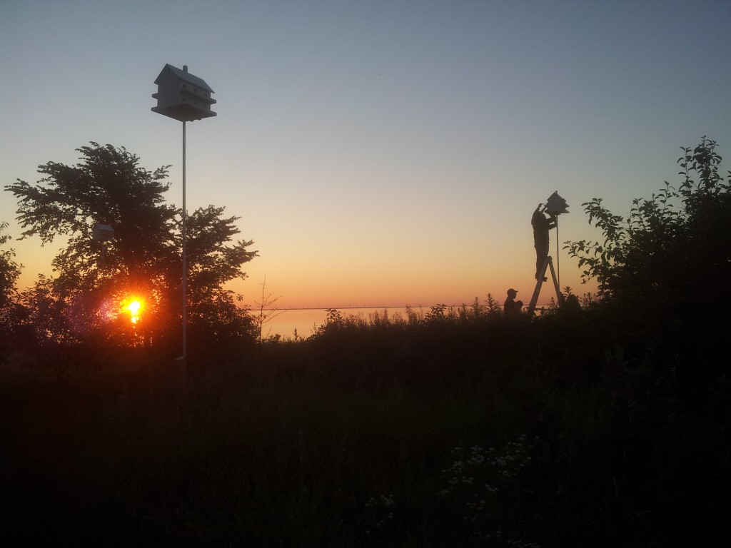 Fieldwork began at sunrise on Amherst Island (photo by Megan MacIntosh)