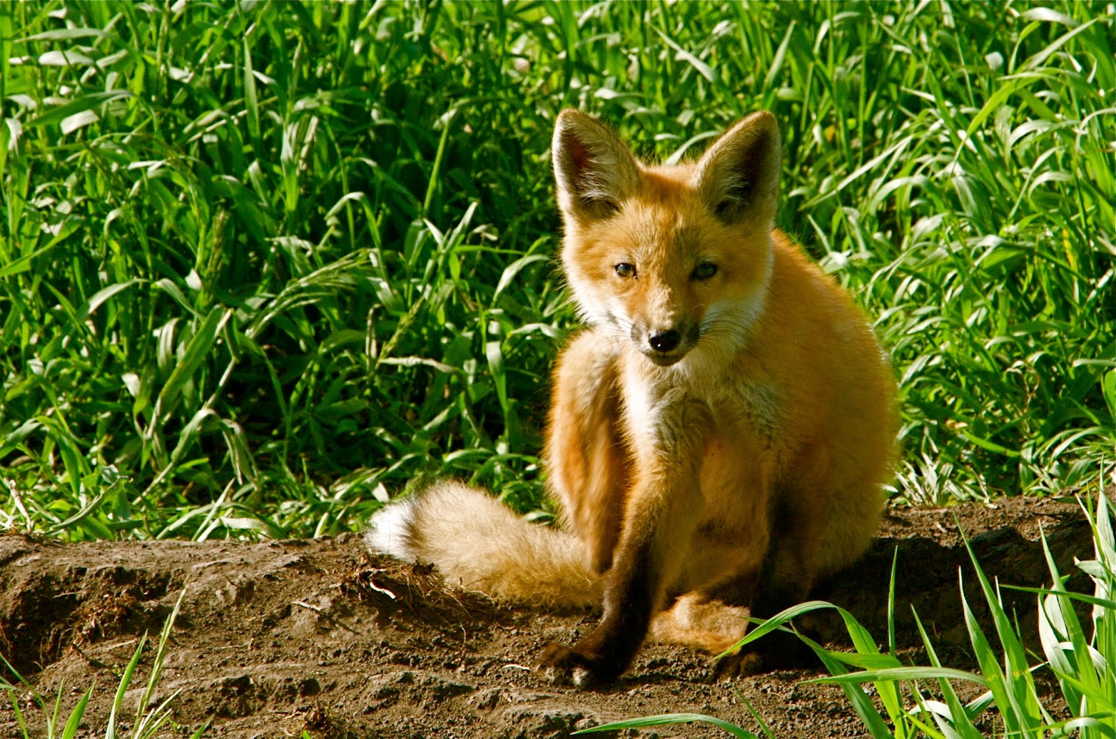 Itchy Red Fox pup