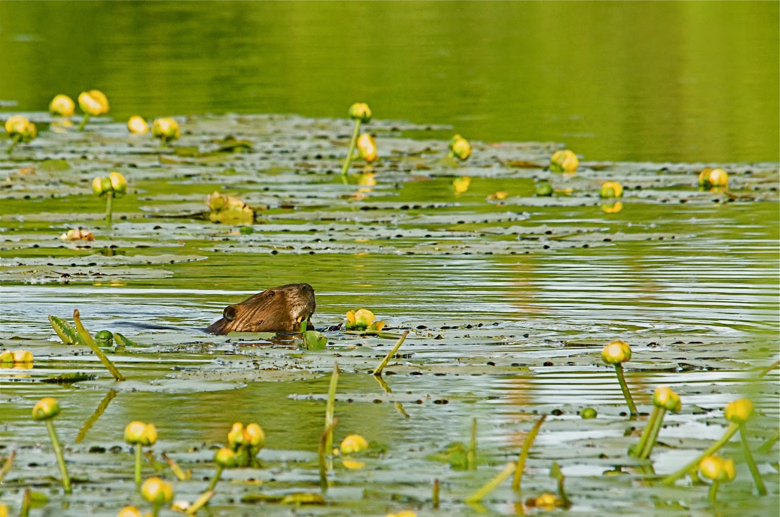 Image of Beaver Eating Water Lily