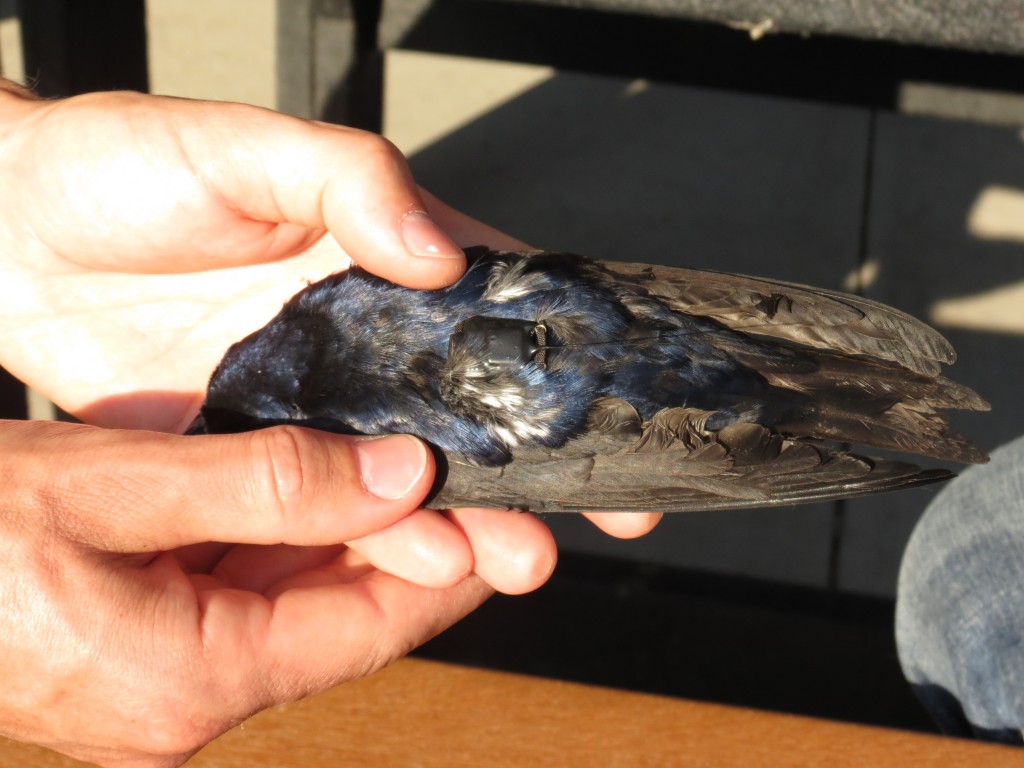 Image of purple martin with a GPS tracker