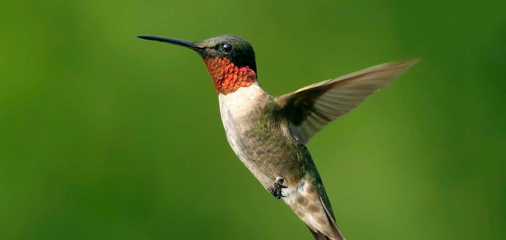 Ruby throated Hummingbird