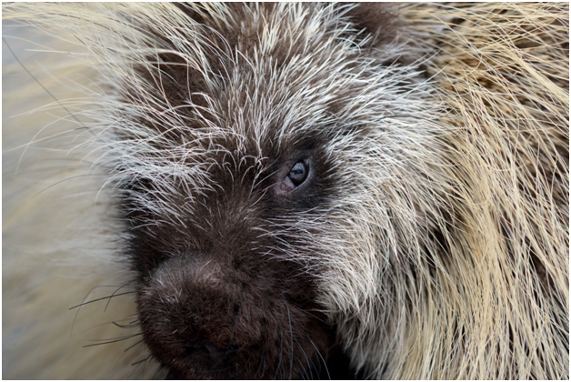 image of porcupine