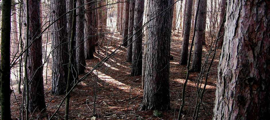 image of a stand of trees