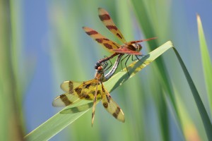 This photograph of two Halloween pennant dragonflies (Celithemis eponia) was the 2013 winner in the Junior Photographers category. Kyle MacEachern 