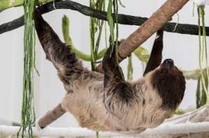 sloth 
