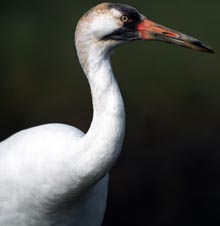 Image of a whooping crane