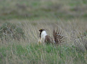 Sage-Grouse_ChristyannOlson