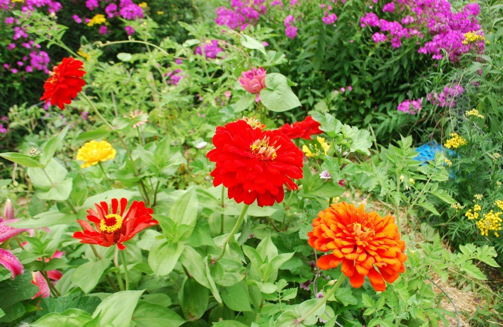 The Rapid Growth of Community Gardens in Canada Nature Canada