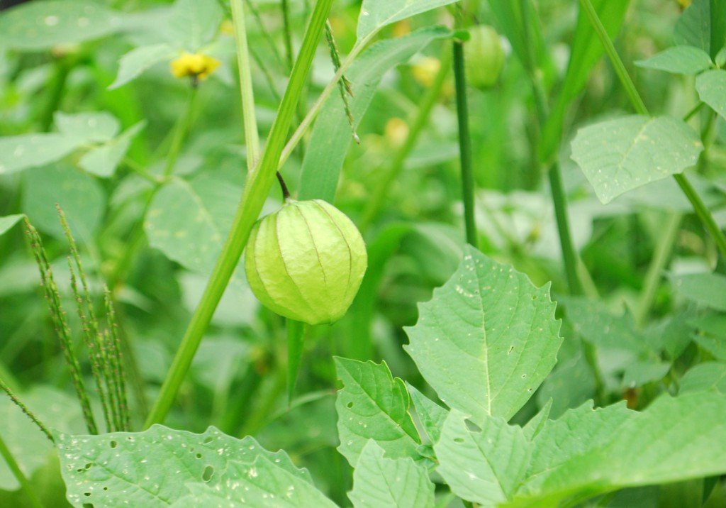 The Rapid Growth of Community Gardens in Canada Nature Canada