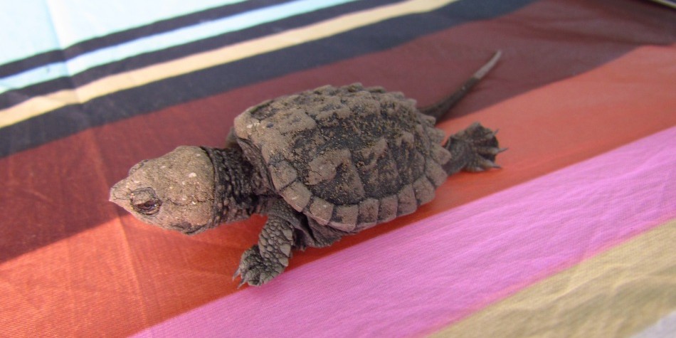 photo of snapping turtle hatchling